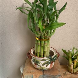 Ilucky Bamboo2 Tier Rooted Live Plant .