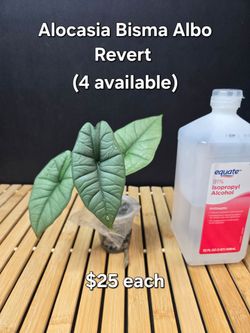 Alocasia Bisma Albo Revert