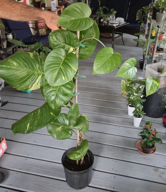 Hawaiian Golden Potho's Plant