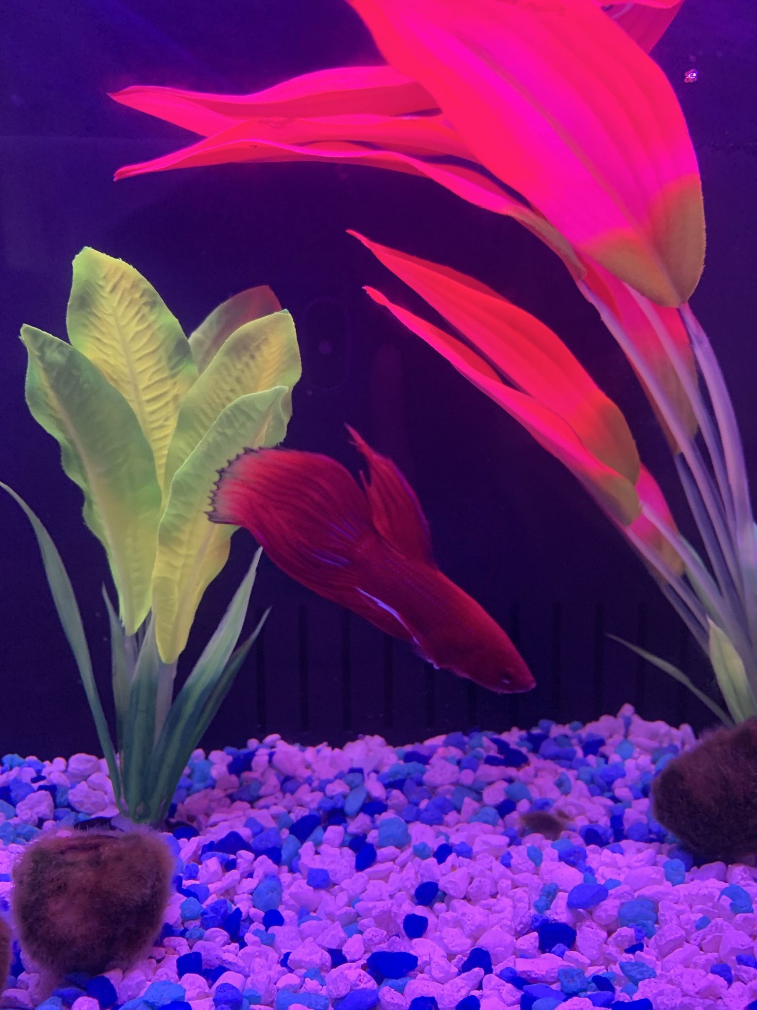 5 Gallons Fish Tank With Artifacts