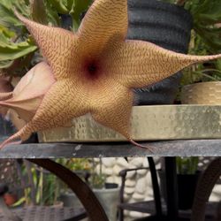 Ceropegia Gigantea (Zulu / Starfish Plant) Cuttings