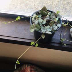 String of Hearts 
