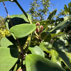 Hoya Kerrii With Blooms In Hanging Basket