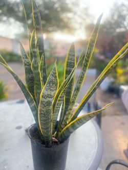 Curarina
