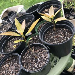 Avocado Trees Dwarf. 