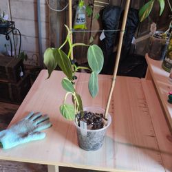 Philodendron Gigas