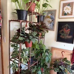 Indoor Plants