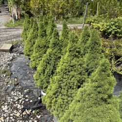 Dwarf Alberta Spruce Trees