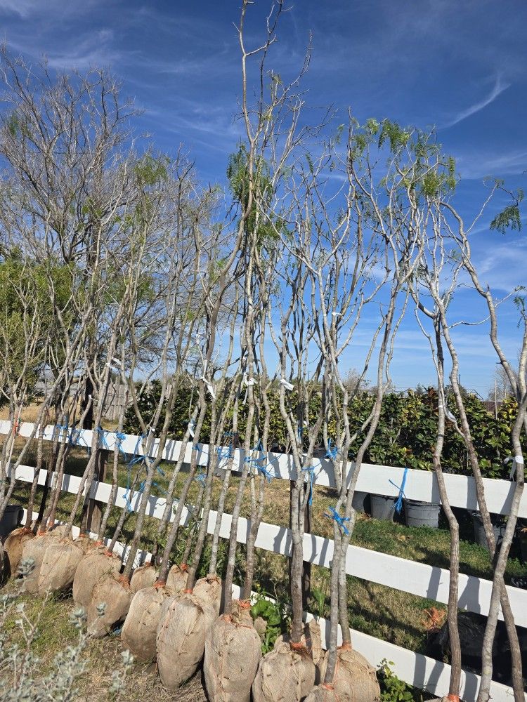 Arboles De Mesquites De Bola Chica