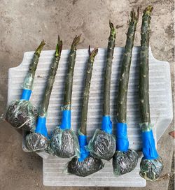 Plumeria cuttings with roots.