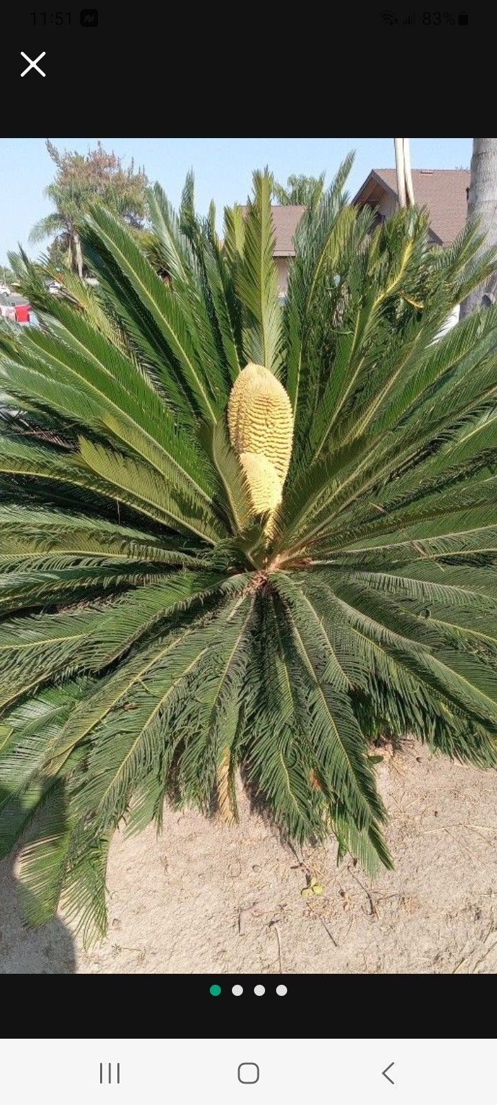 Sago Palms You Dig Out