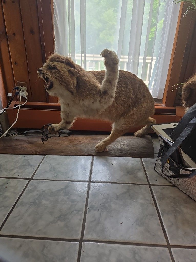 Professional Taxidermy Mountain Lion In Trap from PA.