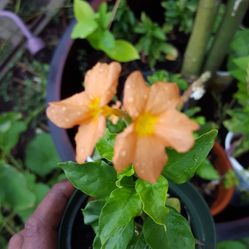 Blooming kanakambaram crossandra firecracker seed plant kanakambaram