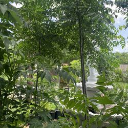 NEEM TREE MIRACLE