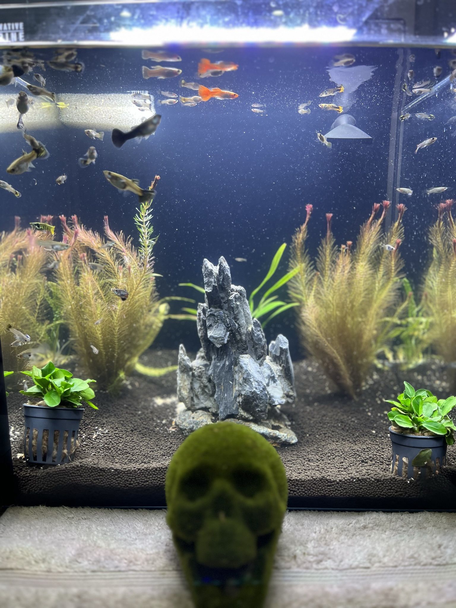 15Gallon Rimless Innovative Marine Aquarium