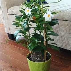 Live Healthy Beautiful Dipladeia White Flowering  Indoor Outdoor Houseplants  /Vines With 6 Inch Plastic Pots $15