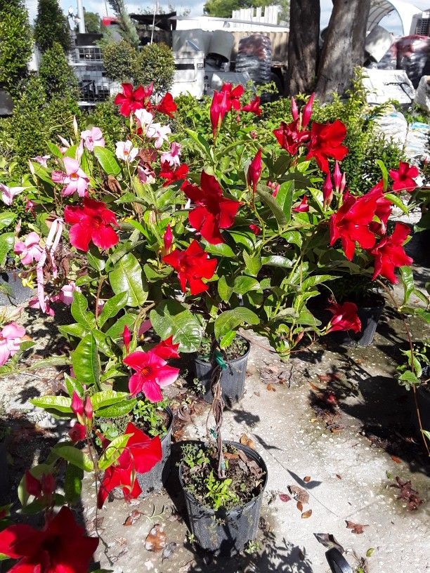 SOD, Plants, Mulch and Rocks For Sale 