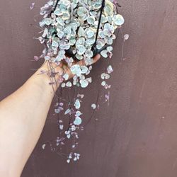 6” strings of hearts variegated 