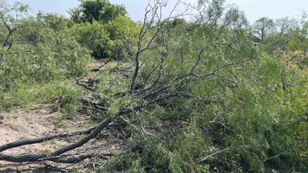 Free mesquite wood
