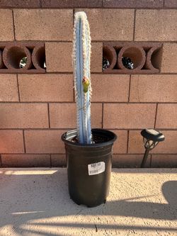 Blue Torch Cactus