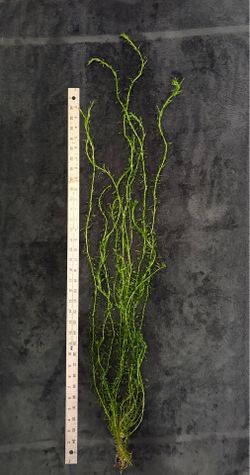 Aquarium plants for fish tank