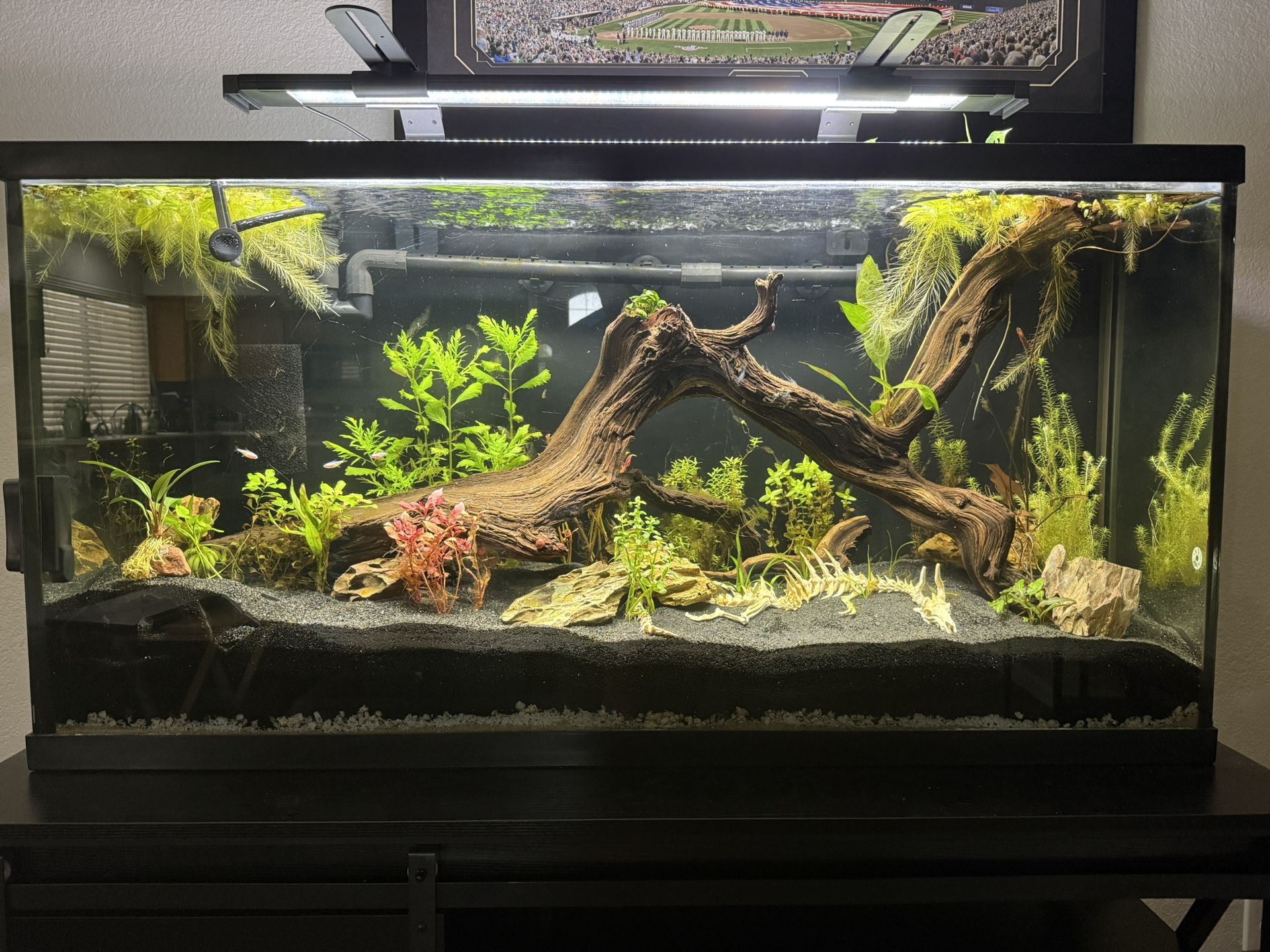 55 Gallon Aquarium