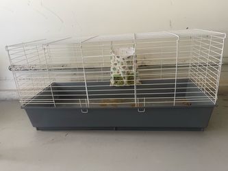 Guinea Pig, Rodent cage with accessories