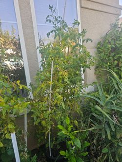 Cherry tomatoes 🍅 plant 6ft Tall