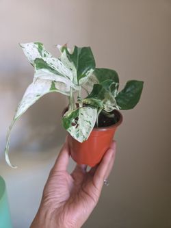 Plant