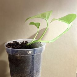 🌿 Golden Pothos 🌿