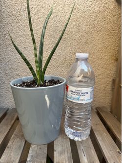 Cylindrical Snake plant