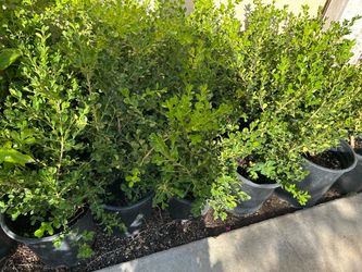 Japanese boxwood 15$ each