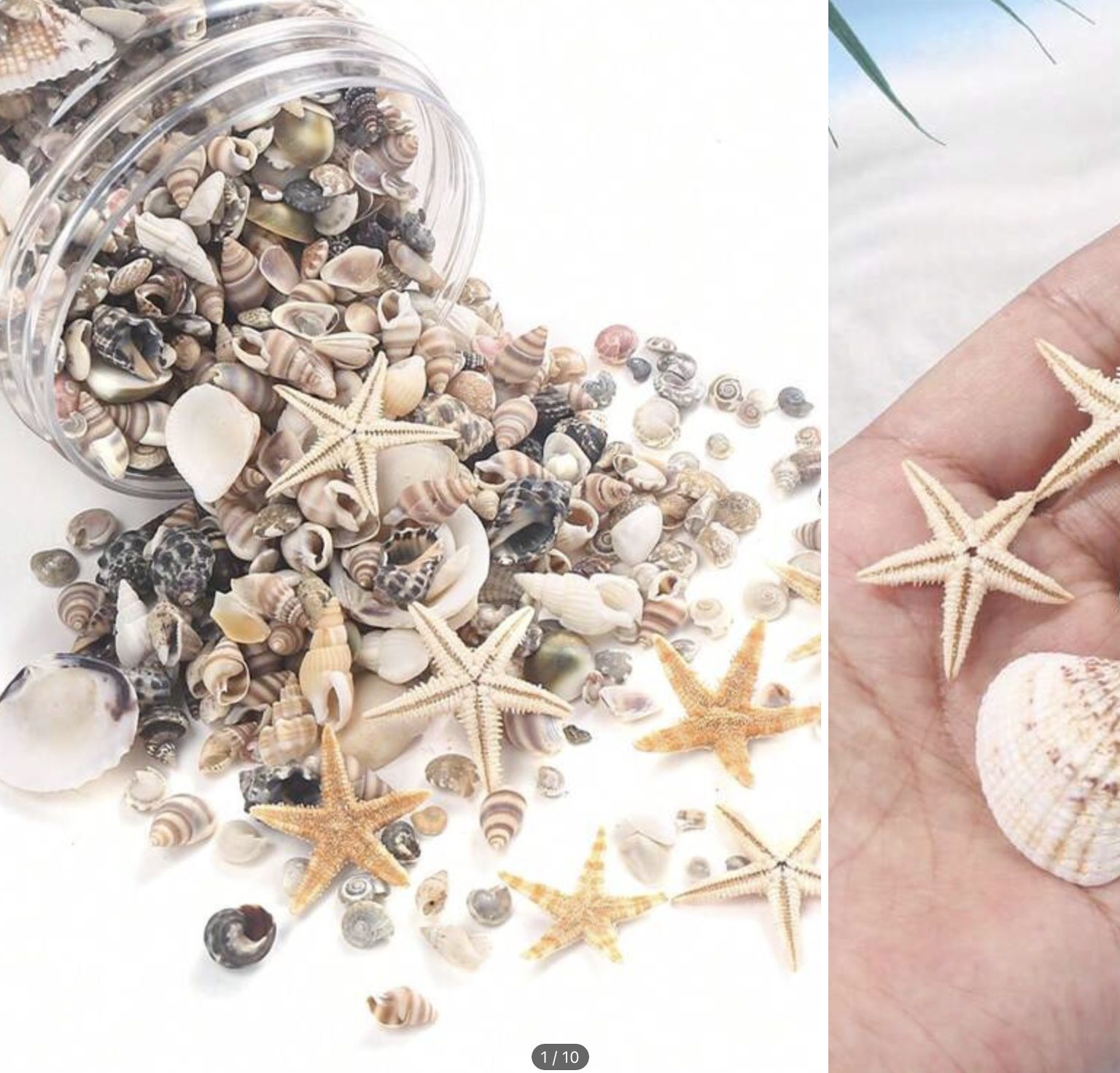 1000 Piece Seashells