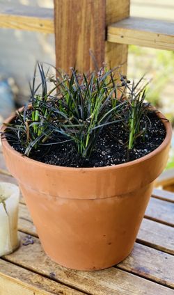 Live outdoor Black Mondo grass in a very large terra cotta planter flower pot—firm price