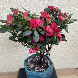 Bonsai dark pink color flower azalea in a bonsai pot $25 firm