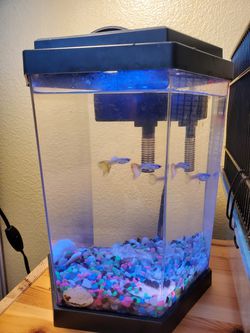 LED 2 Gallon Fish Tank Set Plus Breeding Tank for Sale in Orlando