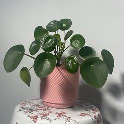 Healthy Pilea Peperomioides (Chinese Money Plant) in Pink Planter