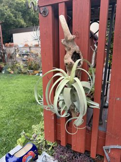 Huge 12 “ Curly Slim Airplant Mounted On Driftwood