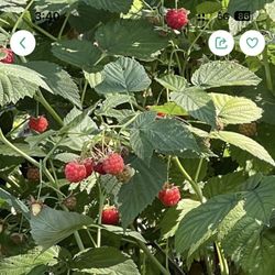 Plants - $5 EACH - Raspberries, Hostas, Lilies, Salvias, Columbine, Lemon Balm, Periwinkle Ground Cover & Garlic Plants