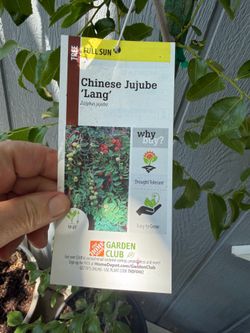 Jujube tree