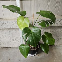 Monstera Deliciosa Plant