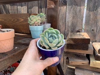 Succulent $3 each