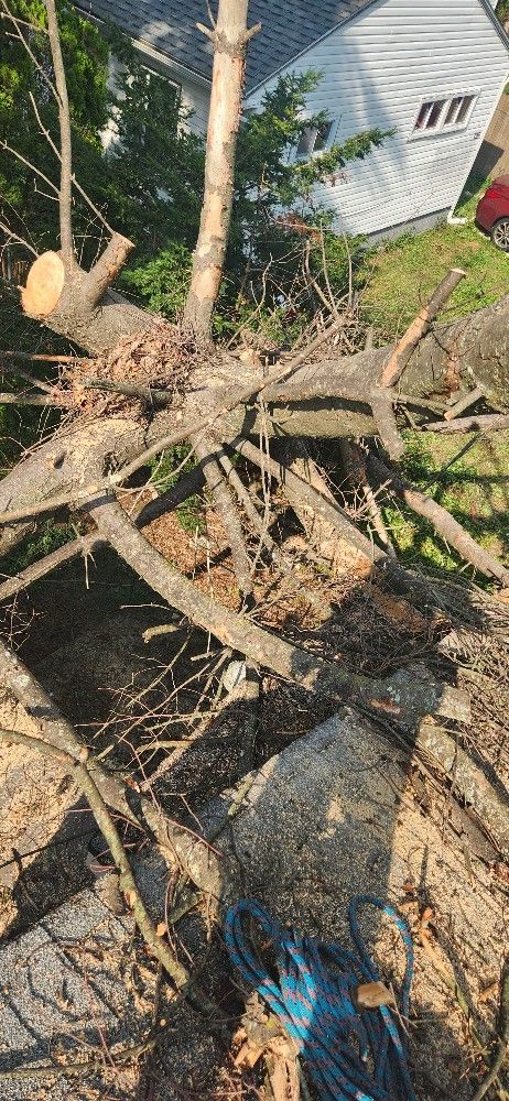 Do Tree Work For A Car