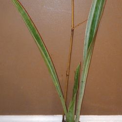 Sansevieria Snake Plant (25in Tall)
