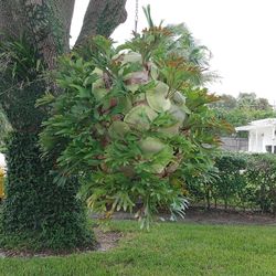 Giant stag horn fern plant 🪴🌱 (location Pam Beach Gardens)