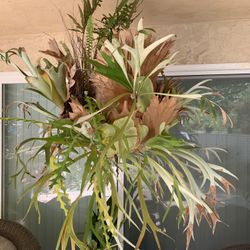 Stag horn Fern—Large. Hanging 