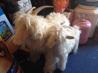 Real taxidermy goats goat