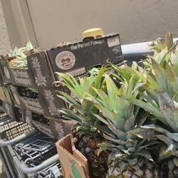 10 Cases pineapple,3 Cases Strawberry20 Lbs Peaches,2 Cases Banana 