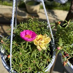Rose Moss Amor Un Rato Portulaca 8$ Each