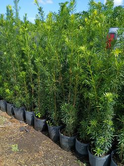 Podocarpus Over 4 Feet Tall Instant Primary Hedge For Fence Green Full